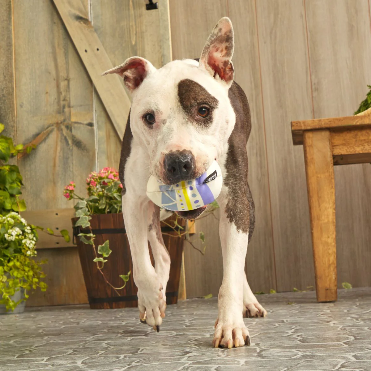 Beaster Egg Super Chewer Durable 2-in-1 Purple Dog Toy - Image 4