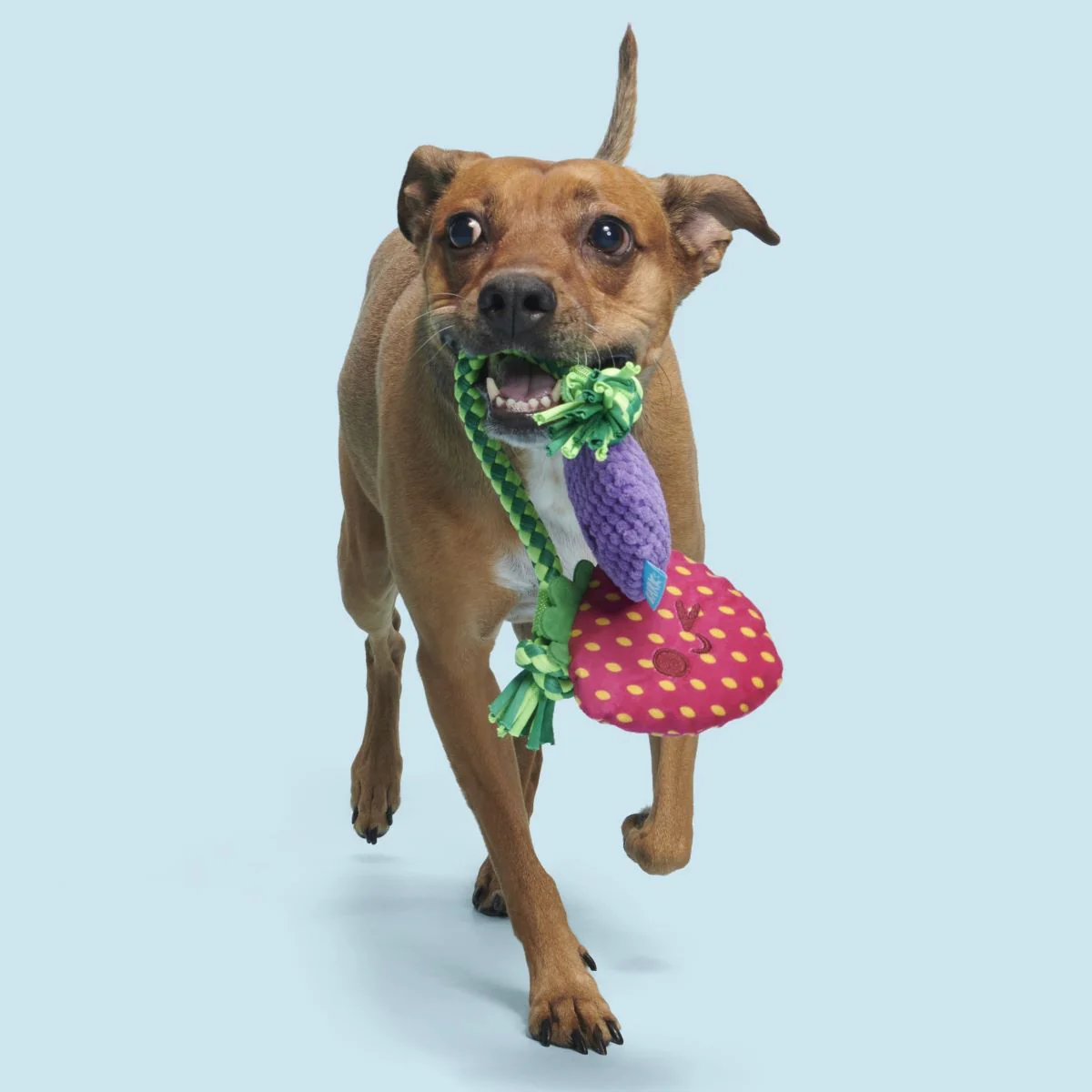Berry Best Friends Plush Tug + Rope Dog Toy - Image 4