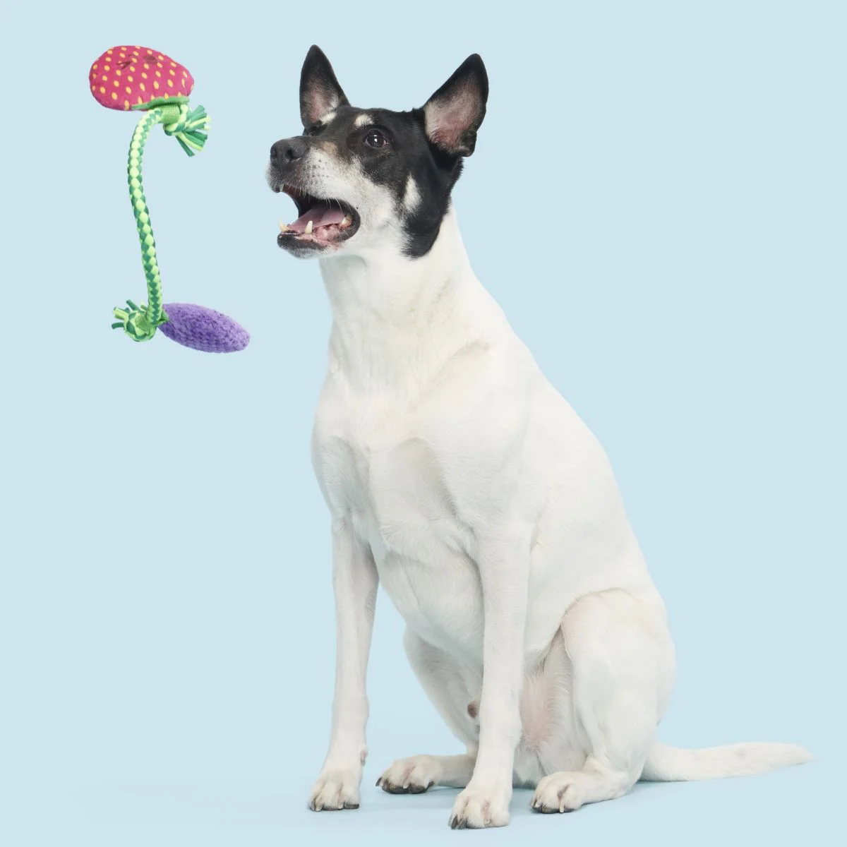 Berry Best Friends Plush Tug + Rope Dog Toy - Image 5