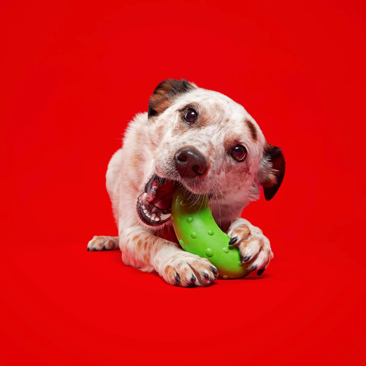 Pickle Stickle Tough Super Chewer Durable Gnaw Dog Toy - Image 4