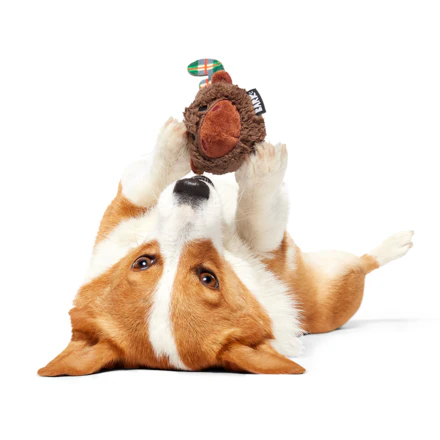 Plaidamoose Durable Super Chewer 2-in-1 Rip and Reveal Dog Toy - Image 4