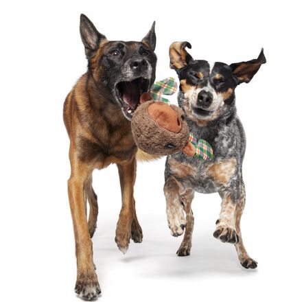 Plaidamoose Durable Super Chewer 2-in-1 Rip and Reveal Dog Toy - Image 6