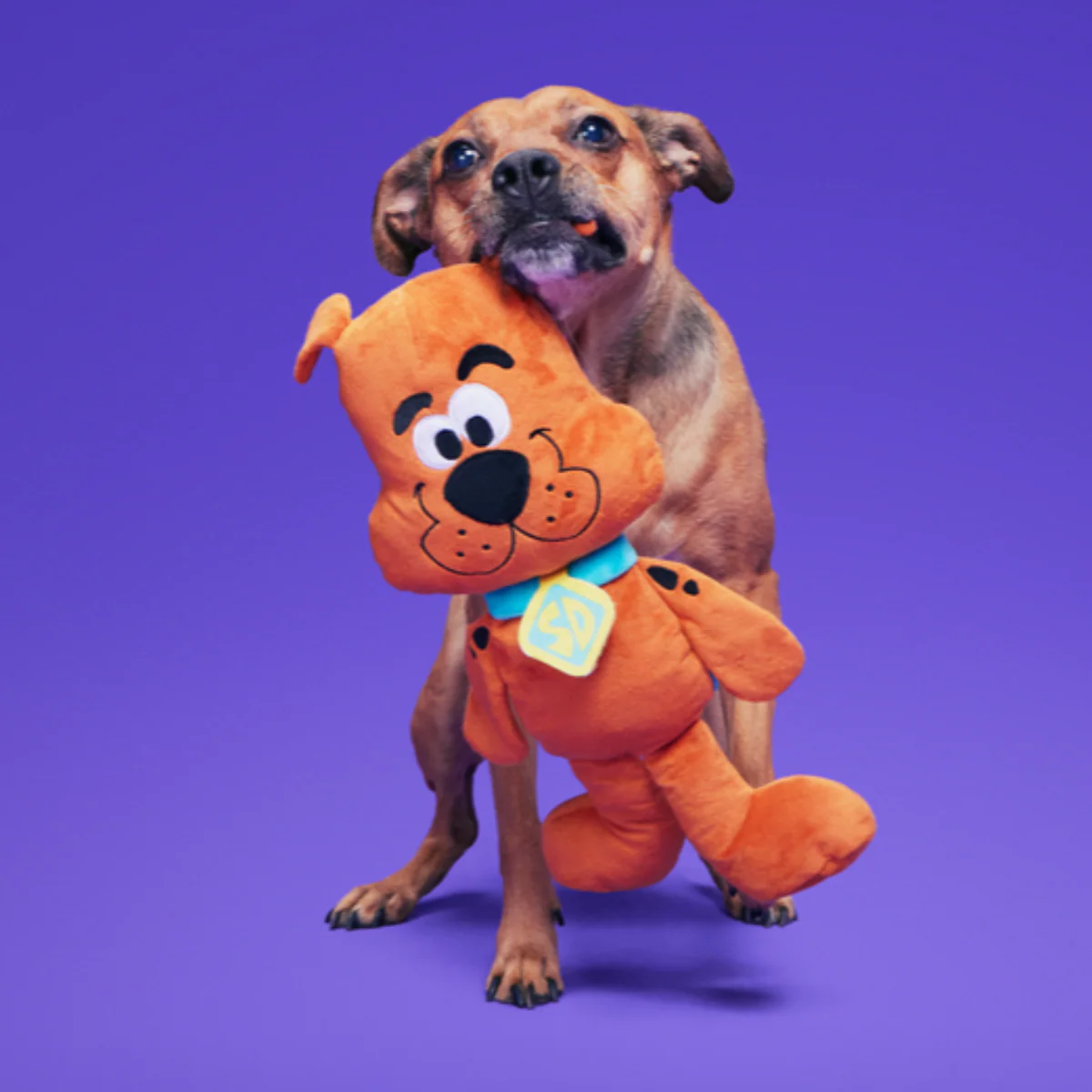 Scooby-Doo™ Bundle - Image 5